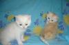 Британские котята превью 671297.