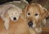 Щенки золотистого ретривера превью 671405.