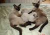Сиамские котята 2 мес.5дней (актуально до15.07.10) превью 671685.