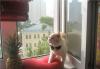 Превью Шикарный котик Барин в дар Москва - 1