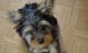Шикарный мальчик йоркширского терьера превью 671894.