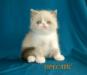 Продажа экзотических короткошерстных котят превью 672275.