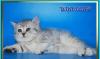 Превью Британские котята  из питомника Daryacats Москва - 1