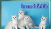 Превью Британские котята  из питомника Daryacats Москва - 3
