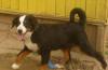 Бернский зенненхунд девочка подрощенная 4 мес превью 673667.