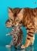 Бенгальские кошки, бенгальские котята превью 673843.