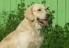 Золотистый ретривер для вязок превью 673990.