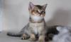 Британские котята серебристые, золотые шиншиллы превью 674477.
