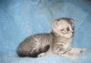 Шотландский вислоухий  котик превью 674514.
