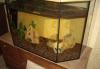Аквариум+живность превью 674764 Аквариум+живность превью 674764.