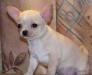 Чихуахуа, мальчик, г/ш превью 675056.
