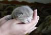 Превью Шотландские котята Москва - 1