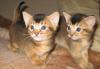 Абиссинские котята превью 675161.