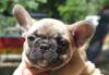 Палевый щенок французского бульдога превью 675501.