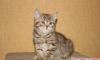 Шотландская кошечка золотистый тебби очень красива превью 675528.