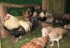 Породистые петухи, куры, цыплята превью 675543 Породистые петухи, куры, цыплята превью 675543.