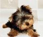 Йоркширский терьер превью 675554.