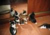 Котята превью 675629.