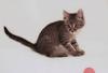 Сорванец котёнок 2 мес. в дар. в добрые руки превью 670615.