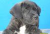 Кане-Корсо щенки.возможна рассрочка превью 676338.