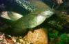 Мешкожаберные сомы превью 677820 Мешкожаберные сомы превью 677820.