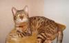 Бенгальская кошка Дешево превью 678463.
