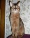 Вязка с абиссинским котом дикого окраса превью 678542.