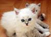 Голубоглазые невские маскарадные котята превью 678881.