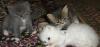 Превью Котята Иваново - 1