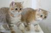 Шотландские золотые котята превью 679554.
