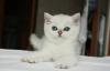 Превью Британксие котята - редкого окраса Воронеж - 3