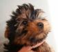 Щенки йоркширского терьера Недорого превью 681126.