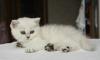 Превью Британские котята редкого окраса Анадырь - 1