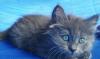 Сибирские и  невские маскарадные красивые котята превью 680231.