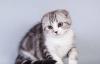 Шотландские вислоухие котята превью 680264.