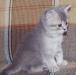 Британские котята различных окрасов из питомника превью 682492.