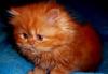 Котик перс.ярко-рыжий.Фото наших котят превью 683503.