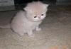 Очень красивые персидские котята превью 683703.