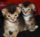 Абиссинские котята (остались две девочки) превью 680479.