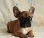 Французский бульдог -  мальчики супер-рыжики превью 680495.