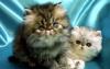 Персы и экзоты котята превью 684190.