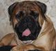 Рыжая девочка - бульмастиф Лучший Бэби Породы превью 684321.