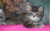 Котята девочки превью 684810.
