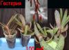 Превью Распродажа Цветики по 100 руб Москва - 1