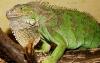 Превью Зеленая Игуана (Iguana iguana) Москва - 1