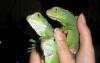 Превью Зеленая Игуана (Iguana iguana) Москва - 2