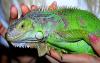Превью Зеленая Игуана (Iguana iguana) Москва - 4
