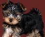 Йоркширский терьер, Мальчики и девочки превью 684992.