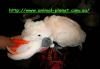 Превью Молуккский какаду (cacatua moluccensis) Москва - 1