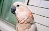 Превью Молуккский какаду (cacatua moluccensis) Москва - 2